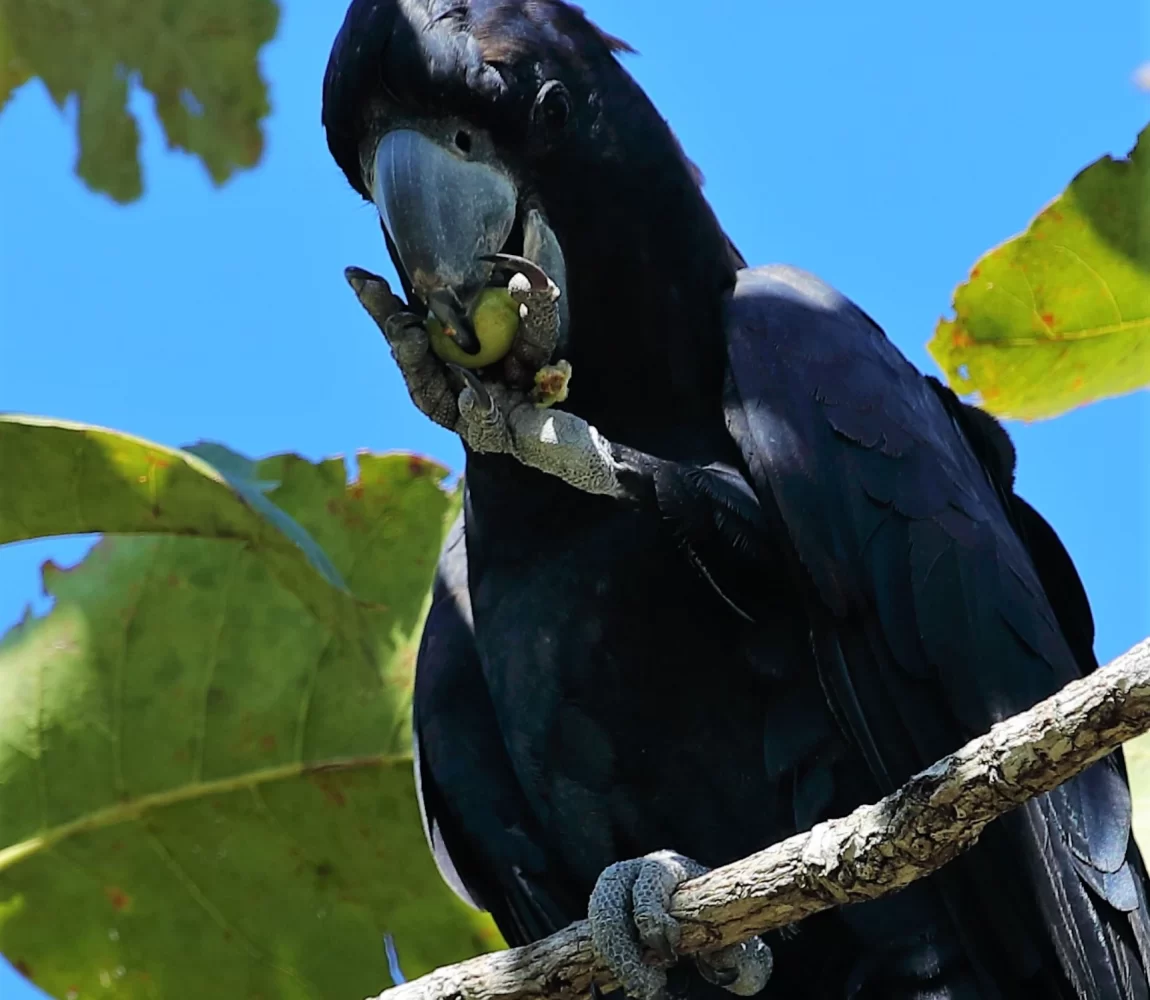 black-cockatoo-eating-kakadu plum